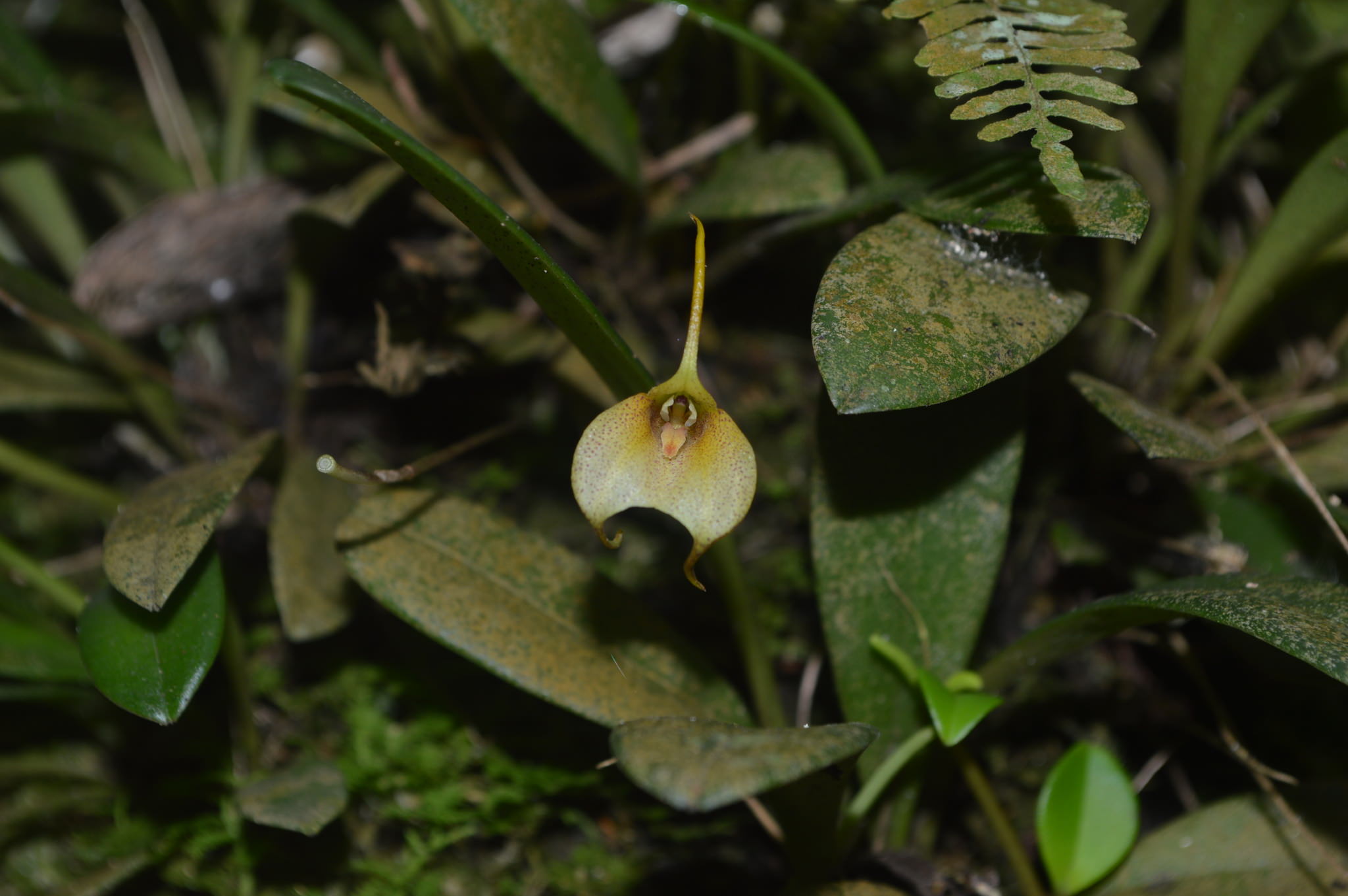 Masdevallia floribunda